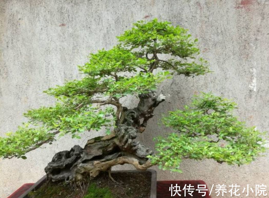 外面遇到3种树,适合做成盆景观,古朴苍劲观赏性强