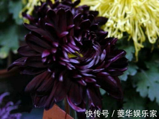 10种罕见的黑色花,都说很高贵,我怎么觉得诡异