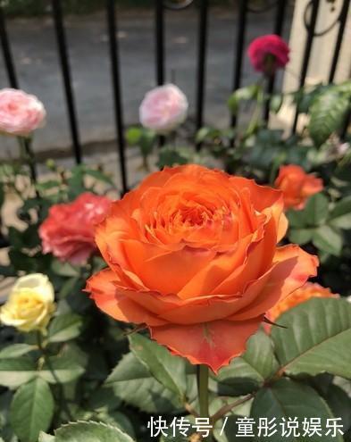 元素|月季花越开花越小做好“两件事”,花大色艳,天天开花不间断