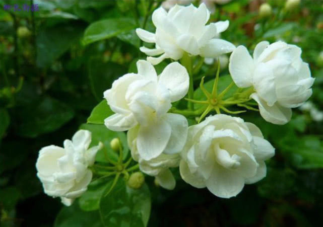 越剪越旺的“3种花”,开花多到爆盆,不见叶子只见花,美!