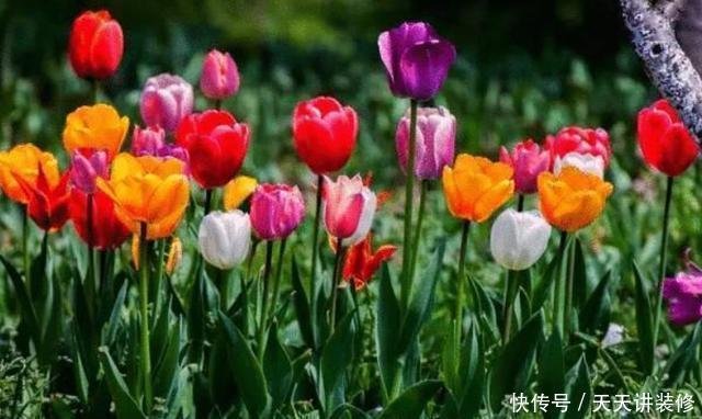 栽种郁金香要注意,它有“2种球”,其中一种不开花,只会长叶子