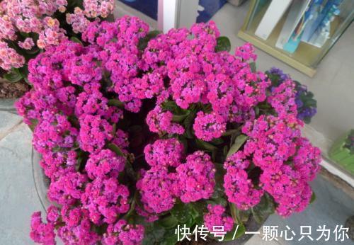 想要把长寿花养好,要做到一少二多三勤