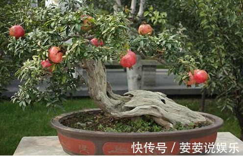 龙眼核|这几种常见水果吃完后核不要扔,不然亏大了,7天长成美丽盆栽