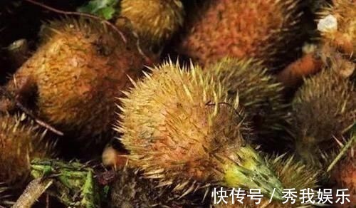 苏芡|三好中药材——芡实,祛湿很好、补肾挺好、性价比高