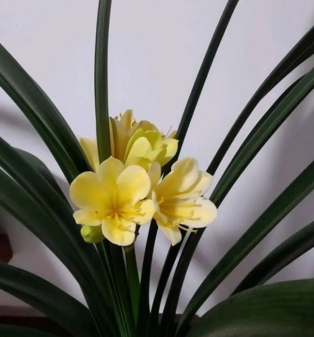 君子兰|君子兰夹箭不开花怎么办，教你个方法，轻松搞定