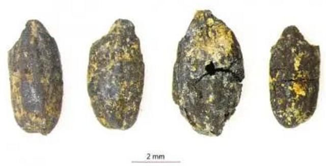 古人|金沙遗址新发现,揭开古人将哪种作物当主食专家我们也没想到