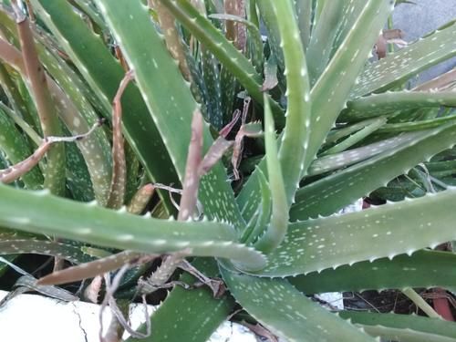 懒人也能养得很好的4种花，少折腾反而长得更旺盛