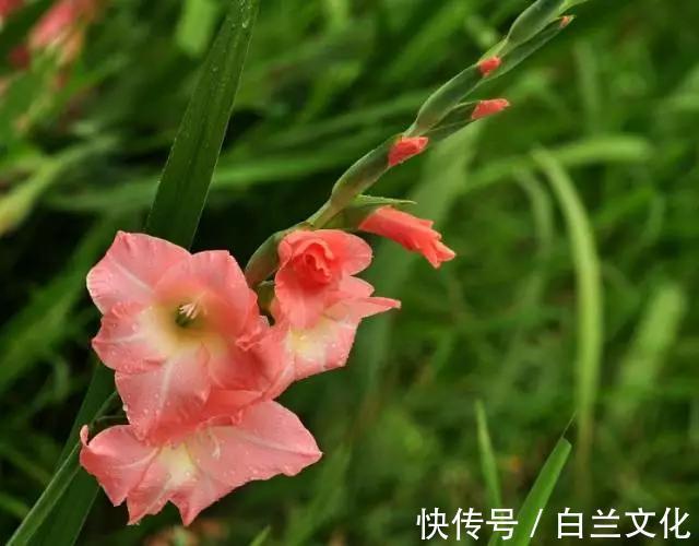 养花知识叫兰不是兰,花却美成仙,看看你家有几盆