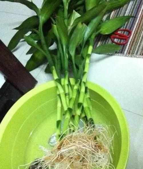 夏秋季|富贵竹捡回来养了2年,一米多高还开花了,方法原来这么简单!