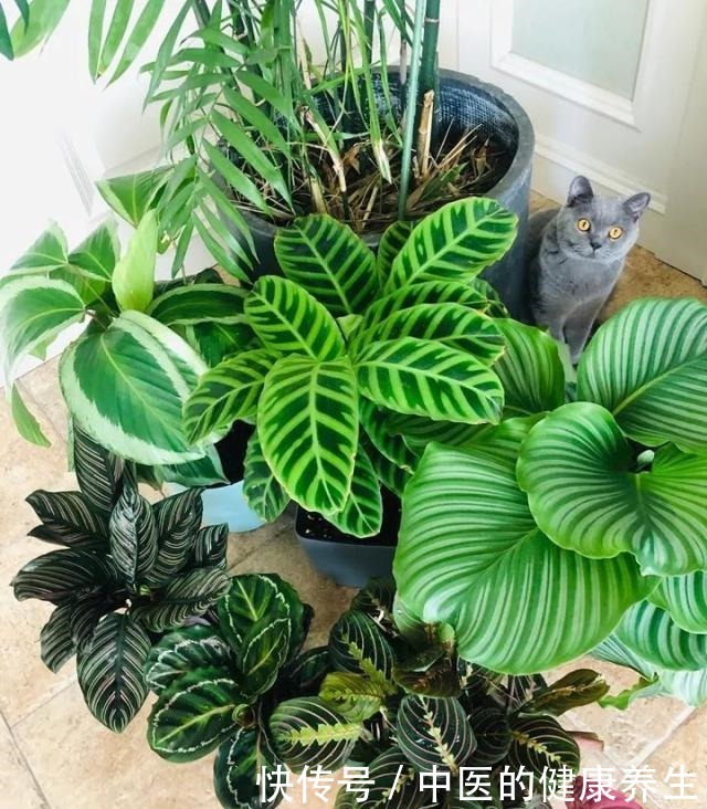 别养绿萝了,这20种耐阴植物,养在家里更合适!