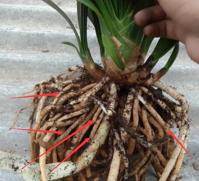 修剪|君子兰换盆时要剪根别太随意,剪错会整盆死