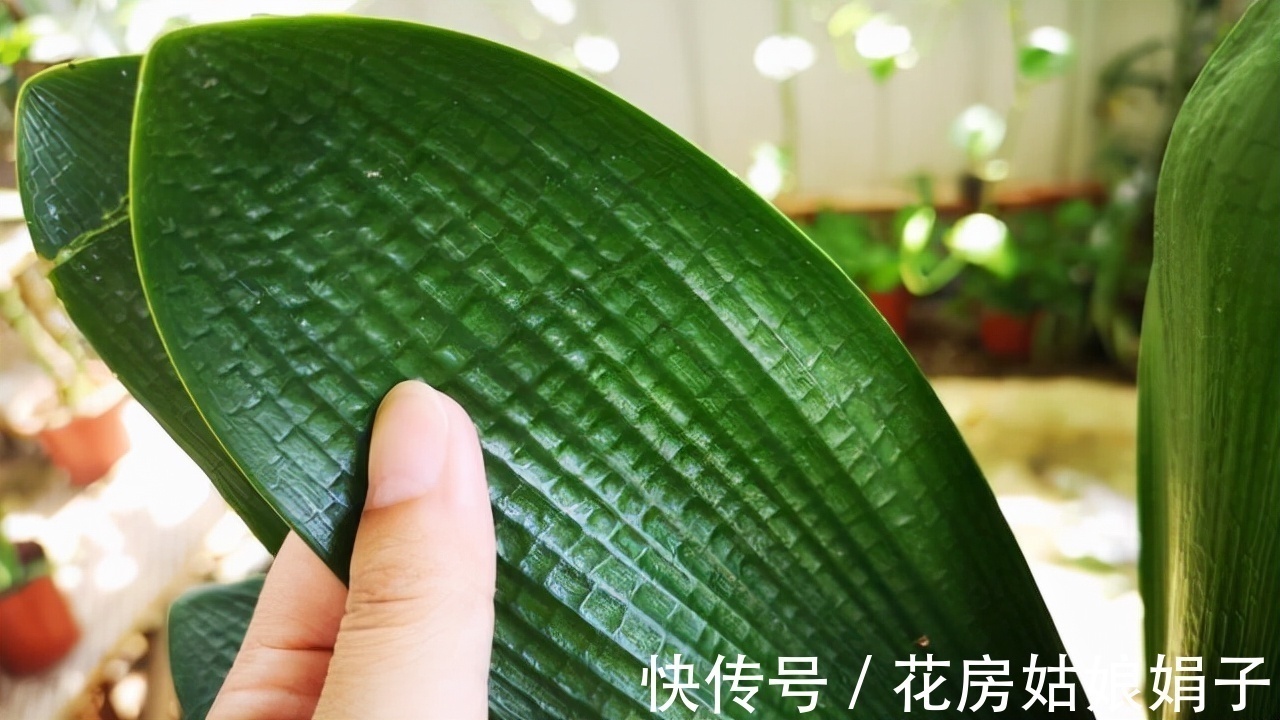 按照君子兰的生长习性来进行养殖,就不怕养不好它了,值得收藏