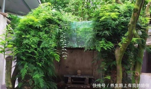 元素肥|家中文竹长得慢、叶子焦黄花土中放上它们,1周黄叶返青蹭蹭长!