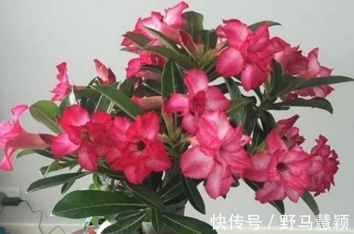 沙漠玫瑰|4种花漂亮又便宜,沾土就开花,开花爆盆很漂亮,越养越喜欢