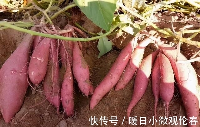 盒子|民间使用红薯粒钓鲤鱼的方法，专钓大家伙