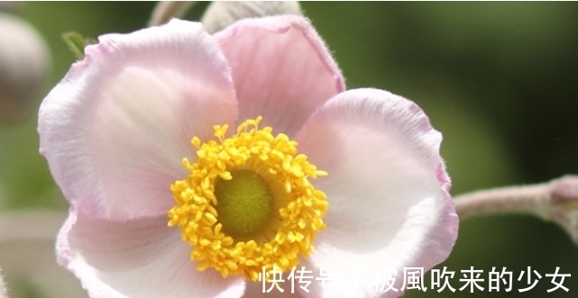 春节后越养越旺,多养不厌的福运花,寓意福寿安康,赶快养起来吧