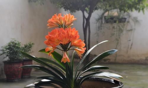 盆栽君子兰，这3方面全做对了，才能“攻克”不开花的难题