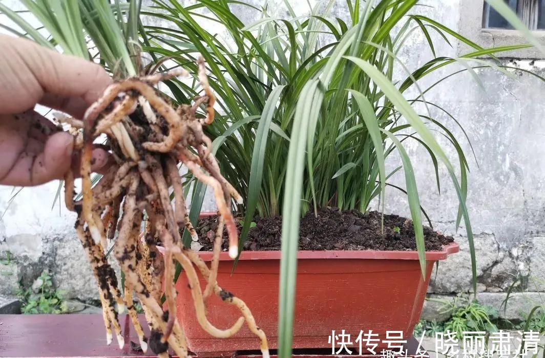 立冬以后兰花不能浇水，这个观点害惨了兰友，春兰蕙兰花苞都没了