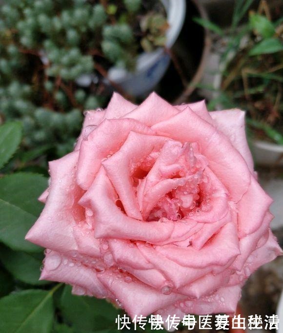 枝条|家庭月季花“剪枝”有窍门,定期修剪枝条,开花才会越开越多!