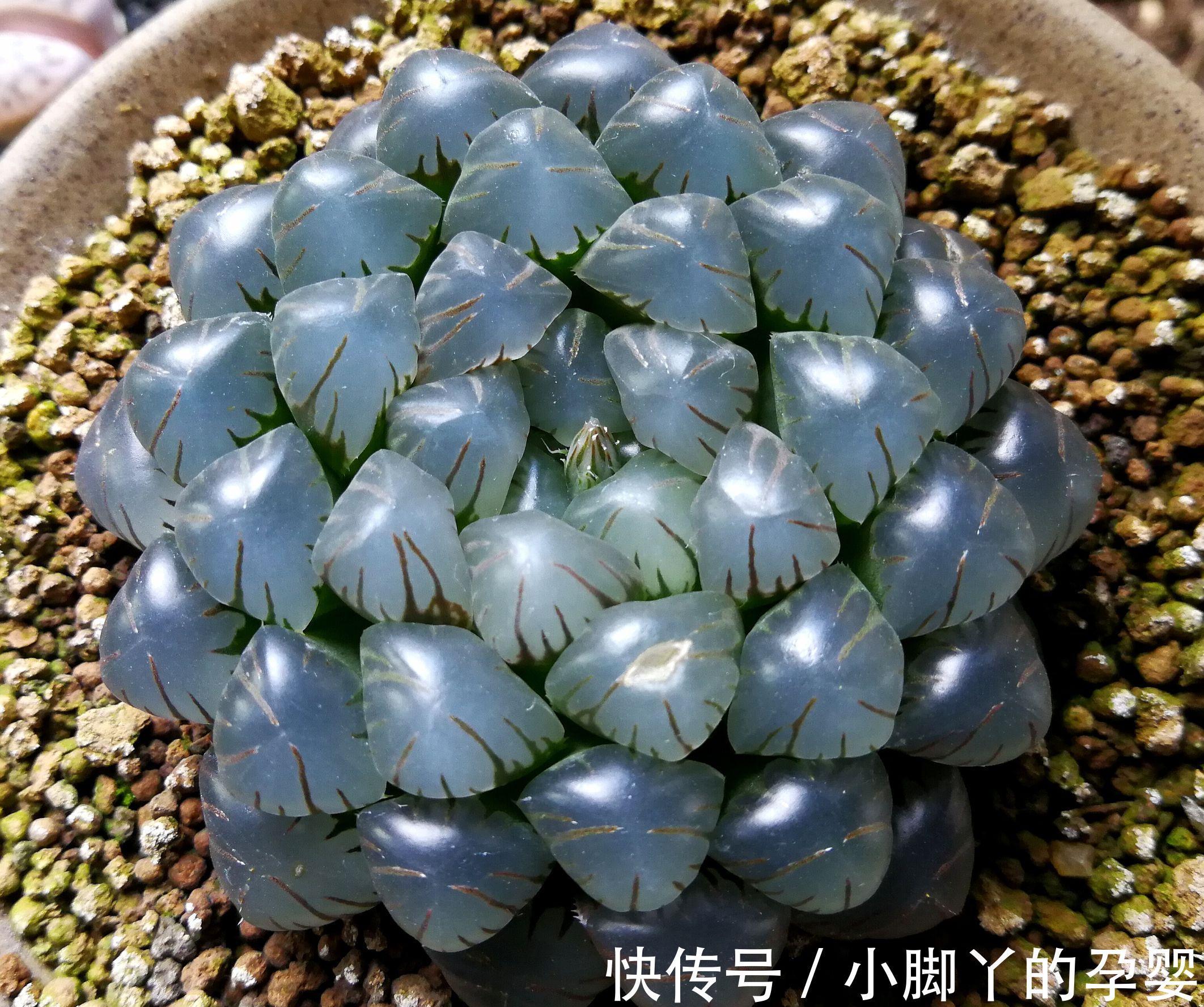 那些你可能不知道的多肉植物小秘密