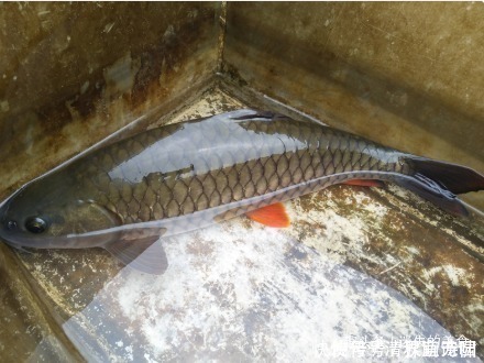 此鱼常被认错，实际身价比草鱼还高，如今1斤最少要100元，吃过吗