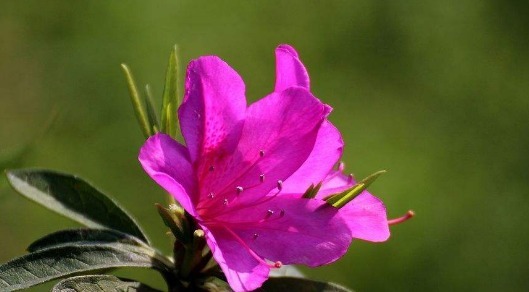 不妨养一盆“杜鹃花”，养护只需记住3点，养出繁茂艳丽的杜鹃花