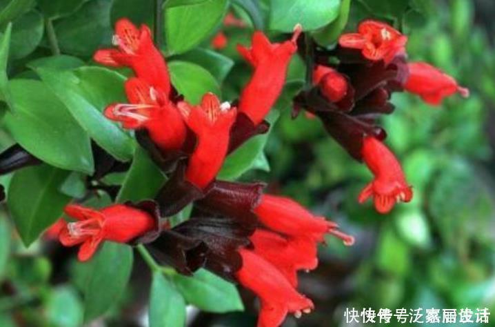 角堇|4种漂亮花,是花卉中的“佼佼者”,花大色艳,全年开花不断!