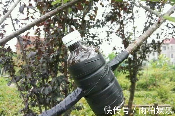 家庭养花,塑料瓶是“宝贝”,学会5个使用“小妙招”,一生受用