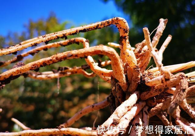 兰友|秋天养兰花最怕什么?犯了这3条禁忌,兰花就很难越冬