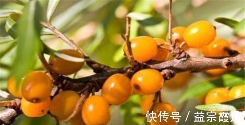 活血补气|会吃的人更健康,坚持常吃三种食物,活血补气,排毒美容