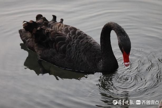 惬意|情报站｜舒服！济南百花洲黑天鹅享受冬日阳光，惬意自在水中游