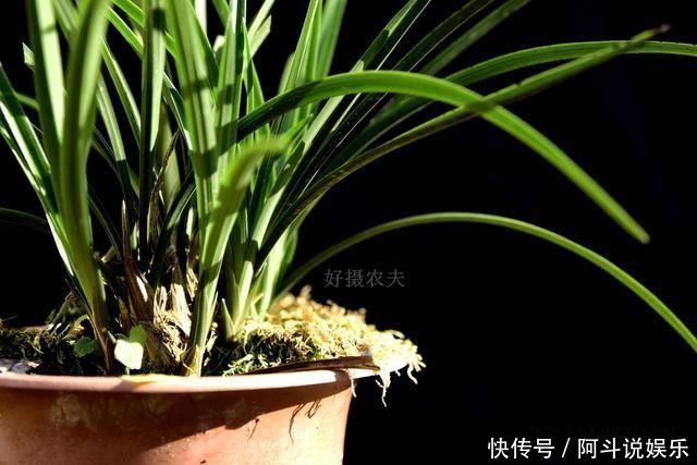 奇效|这种黑色粉末养兰花,究竟有什么奇效能让兰根这么壮