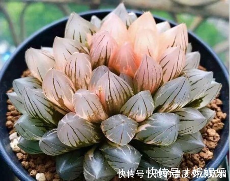 养护|夏天养4款“景天多肉”,便宜好养,花苞红彤彤,呼呼窜成肉瀑布