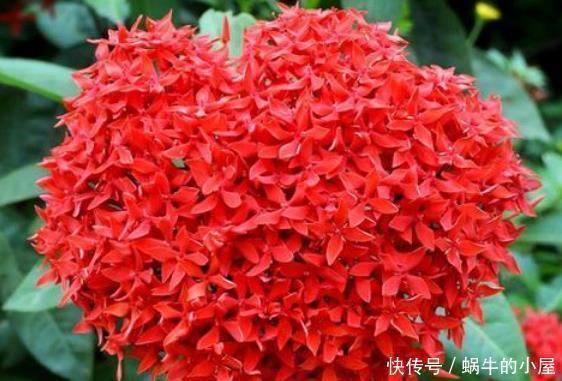 3种花好养又漂亮,随便养都爆盆,花美色艳,花儿轻松开爆盆