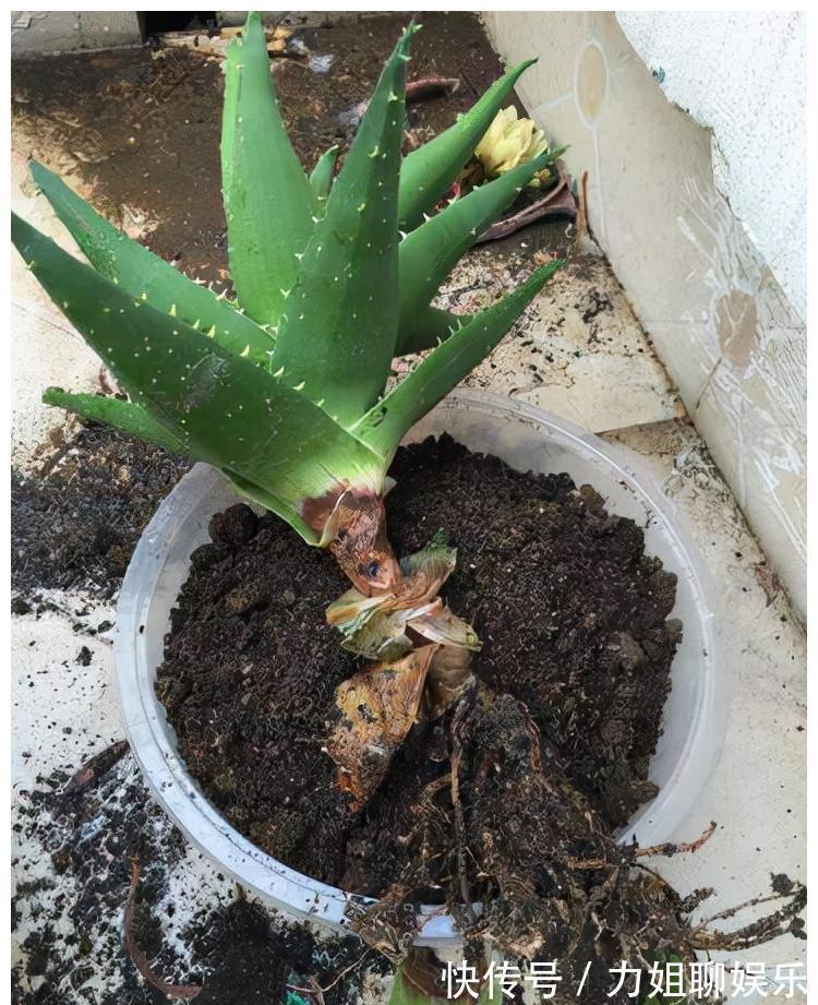 7种“富贵花”,容易被浇死,别太狠,一杯水就够养一冬天