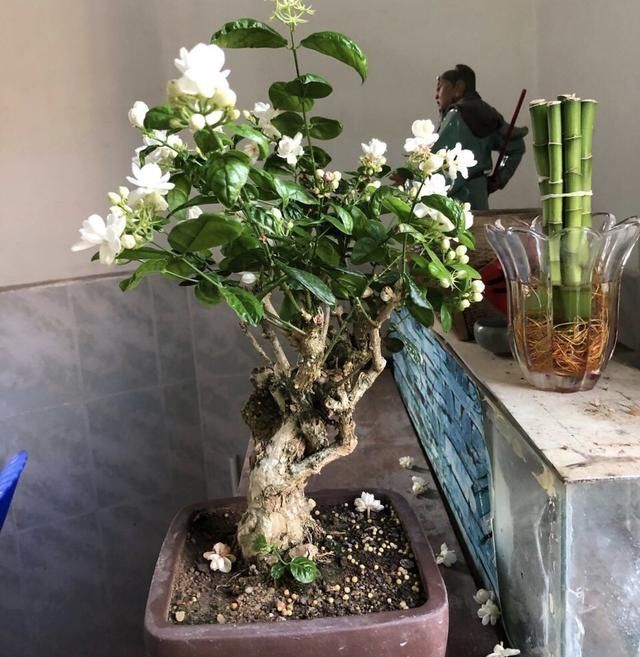 夏季|老桩茉莉开花更有“韵味”,学会4招,你也能养出老桩