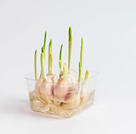 营养价值极高的它，价格低廉