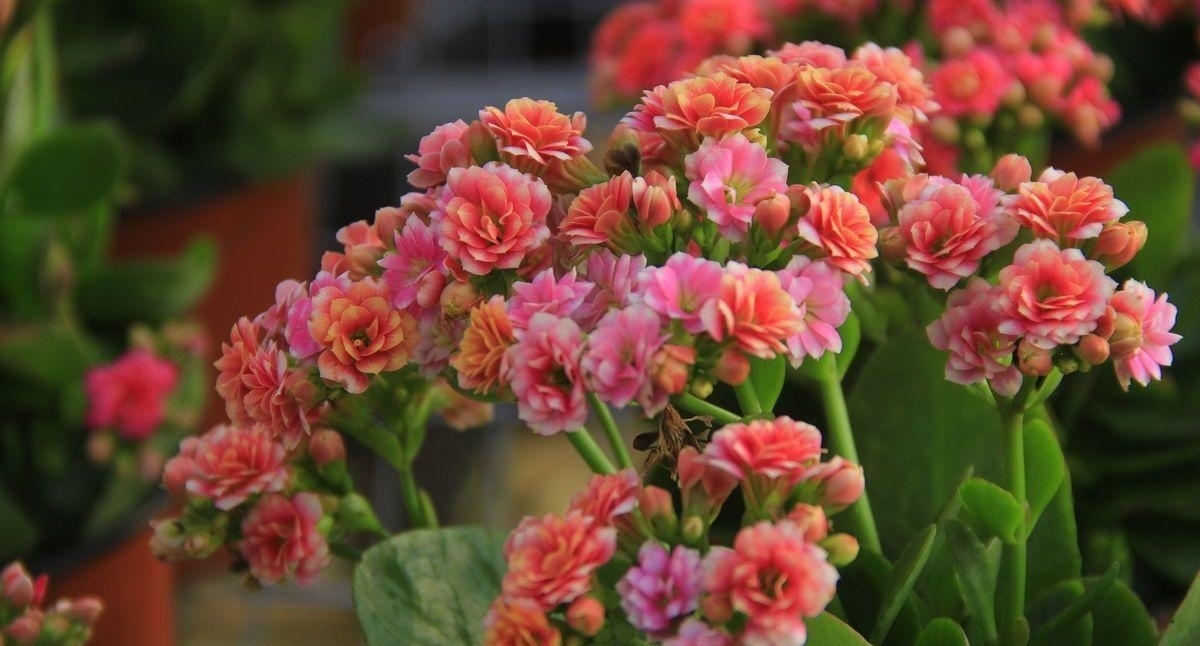 秋养长寿花需要做很多，具体养护步骤都有了，再不打理就晚了