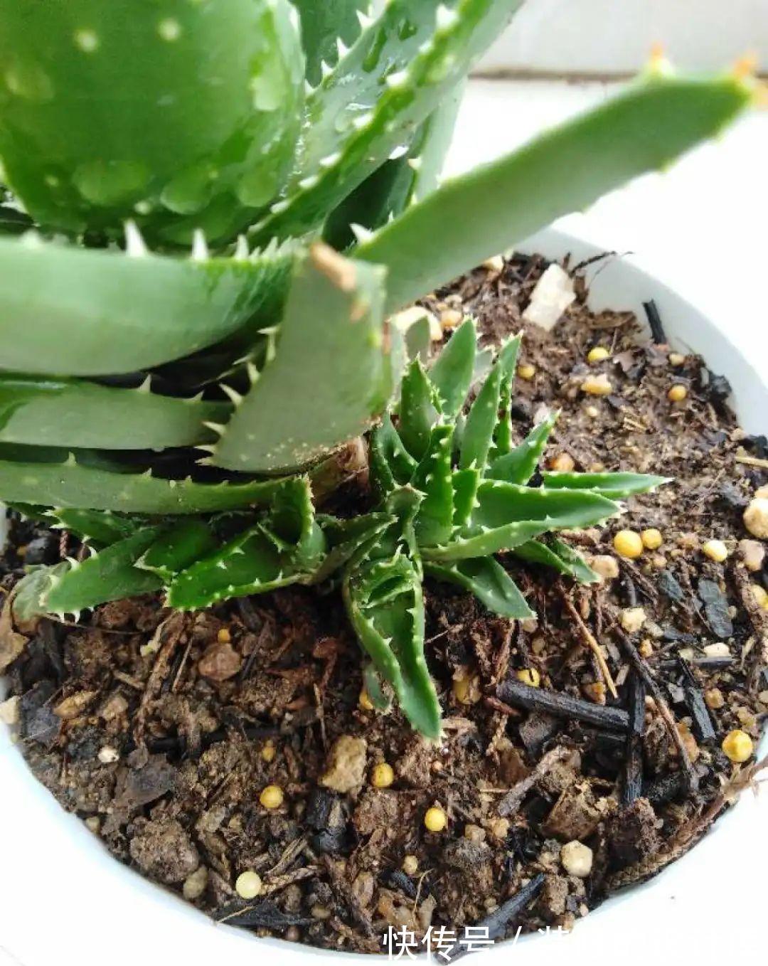芦荟|8种花像“老母猪”,种一棵,生一窝,多得没地方养