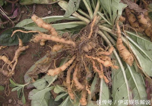 怀药|野草是“四大怀药”之一，曾是古代贡品，如今50一斤成摇钱树