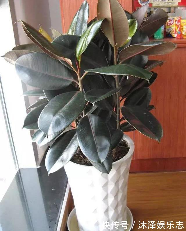 无花果|路边遇到4种花，别放过，掰个枝子长一盆！观叶赏花又好吃