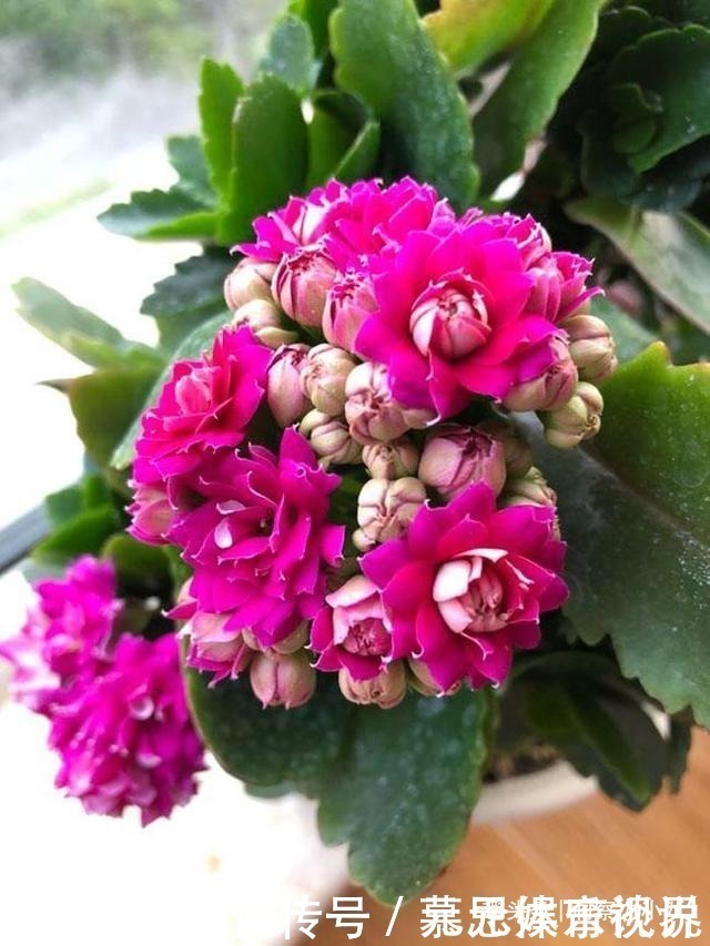 蹭蹭|想长寿花多冒苞,土里埋下这“两料”,蹭蹭窜芽,开出层叠群花