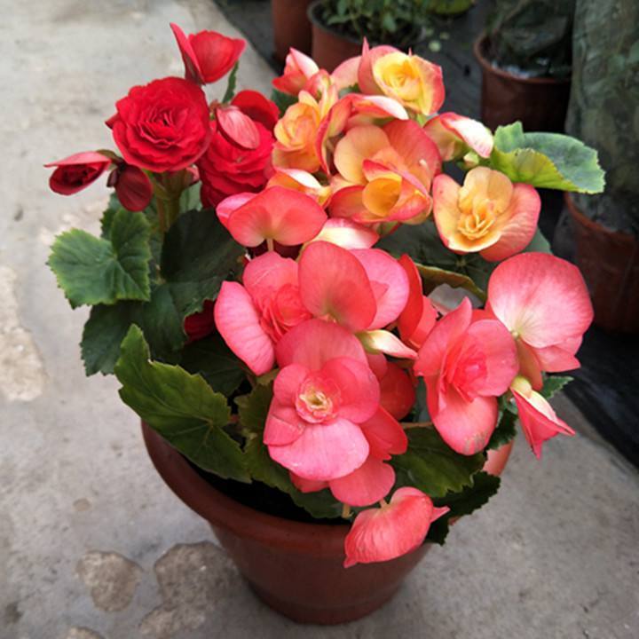 此1种花,花期超长,能开9个月,养一盆天天有花看!