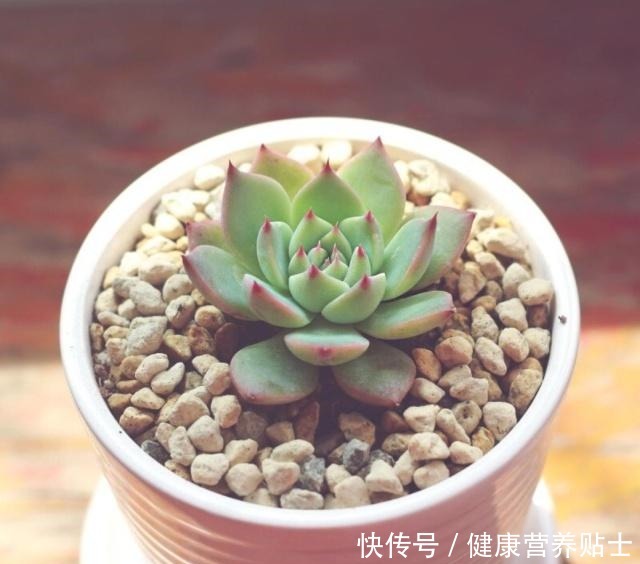 让多肉胖萌的小技巧,掌握好用处多!让多肉胖萌的小技巧,掌握好用处多!