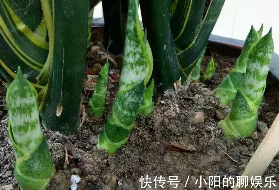 2年虎皮兰不长芽,3种刺激液体一浇,3周长一堆小尖芽