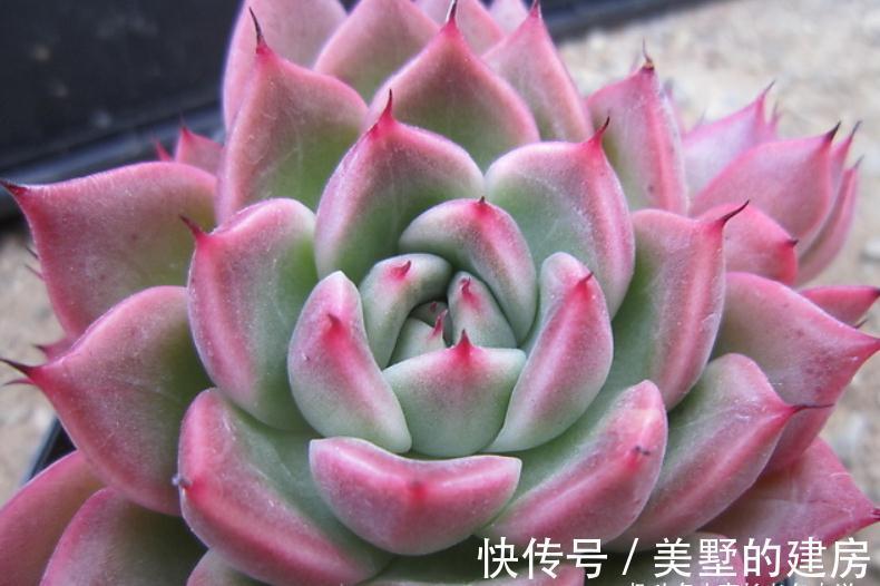叶片|美若红颜，甜如蜜语——多肉红颜蜜语不好养？我养过后不这么认为