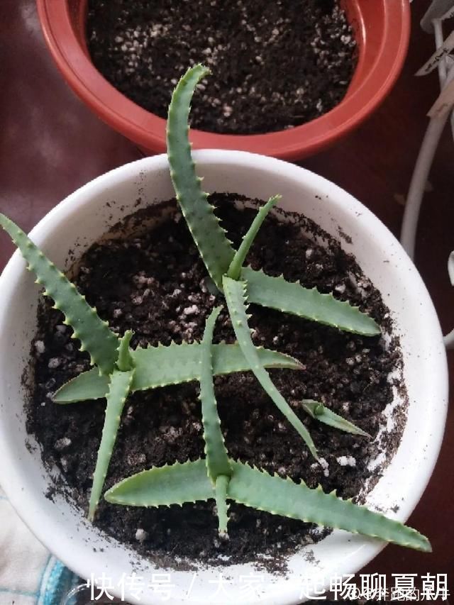 懒人|3种花不用扦插,掰下来就能活,1盆变10盆,懒人也能养