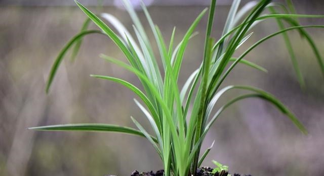 怎么判断兰花缺少氮磷钾?学会这三招,养不好兰花都难