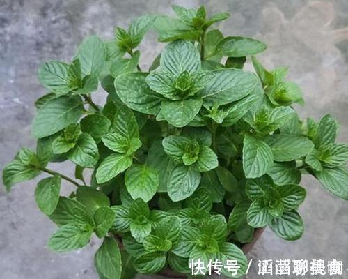 叶片|“夏必死”的4种花,现在赶紧扦插几盆,生根快成活率高