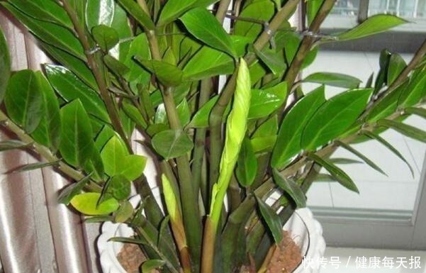 有机肥料|淘米水鸡蛋壳，不如“几粒它”，养花用1点，半年不施肥，长爆盆！